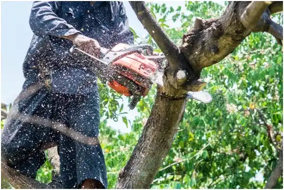 tree services Saratoga Springs